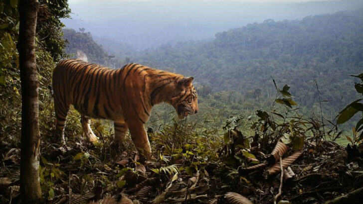 8 Beautiful Big Cat Breeds You Might Never See Again