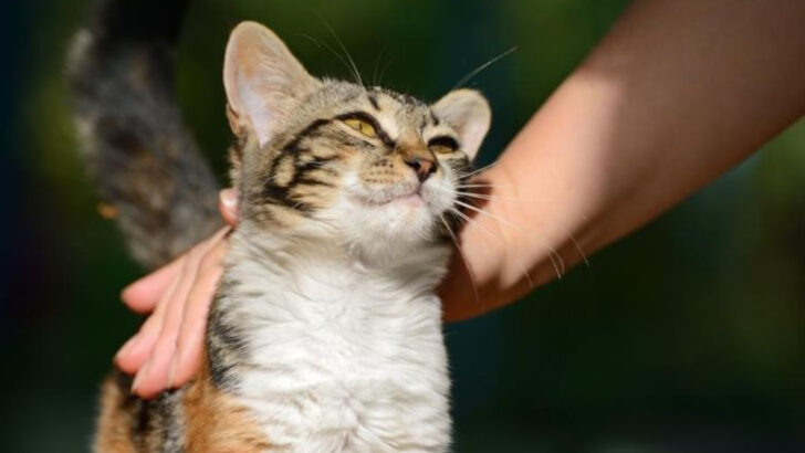 8 Beautiful Ways Your Cat Shows Pure Happiness & 5 Signs They Need Extra Love