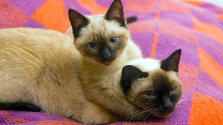 8 Cat Breeds That Get Along With Everyone—Even Other Cats!