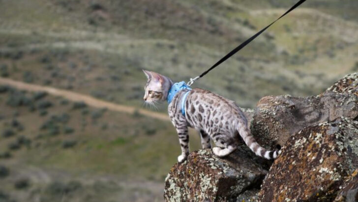 8 Cats That Can’t Be Trained & 8 That Are Well-Behaved