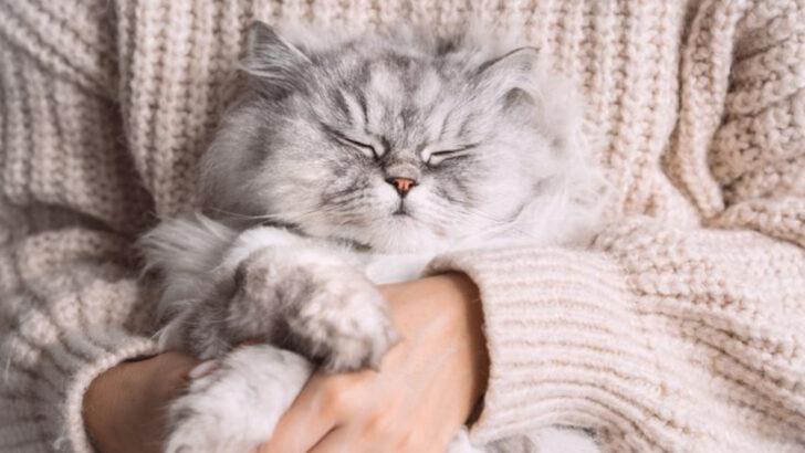 8 Cats That Want to Be the Little Spoon Every Night