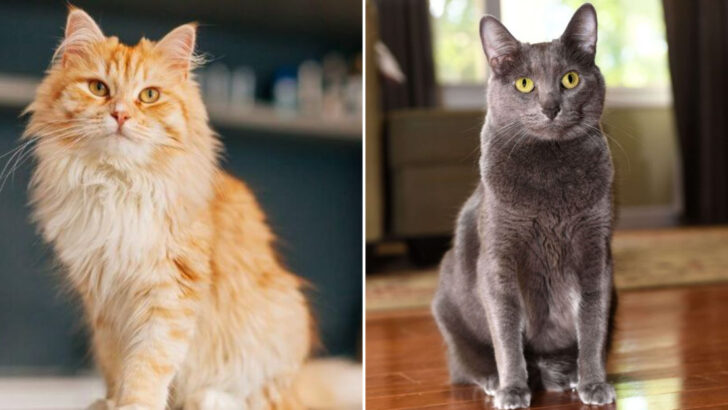 8 Cats You Rarely Find In U.S. Homes & 5 That Are Total Classics