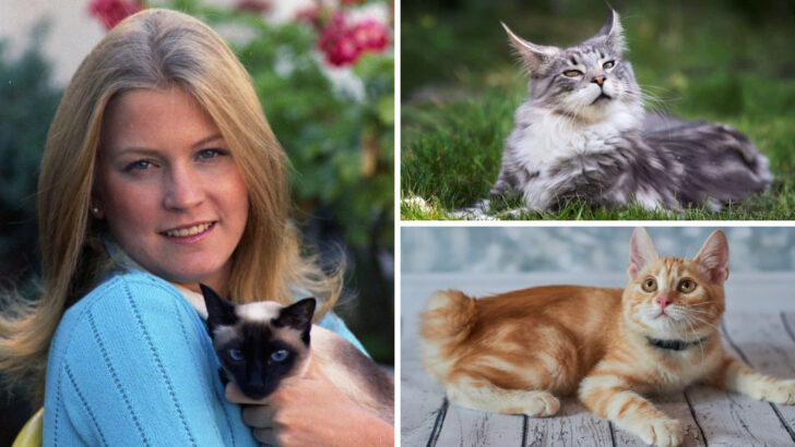 8 Iconic Cats That Made U.S. History & 8 More That Stole Our Hearts