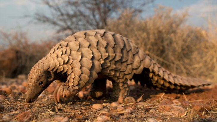 8 Species Fighting to Stay Alive & 6 That Are Losing Their Chance