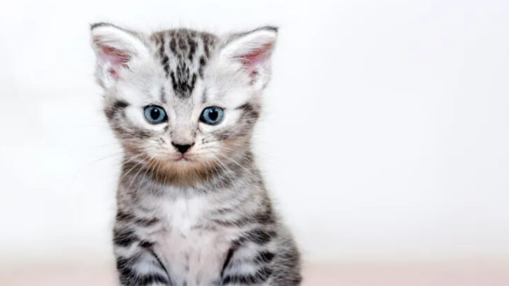 8 U.S. Cat Breeds Known for Loyalty & 5 That Love to Roam Outdoors