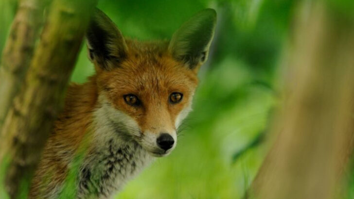 8 Wild Animals That Pose a Hidden Risk to Outdoor Cats