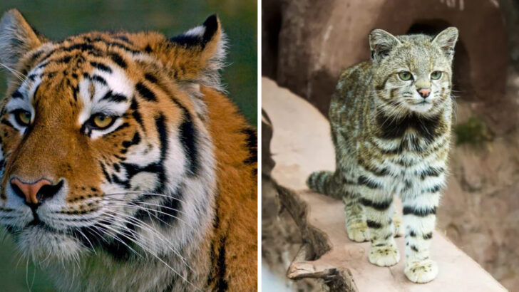 8 Wild Cats With Special Features You’ll Never See Again