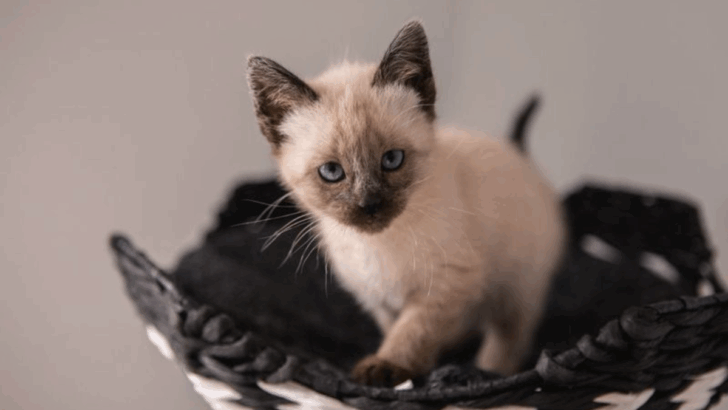9 Budget-Friendly Cats That Steal Hearts, Not Cash