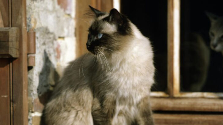 9 Cat Breeds Known for Elegant Appearance