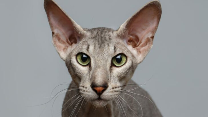 9 Exotic Cats That Are Great As Pets