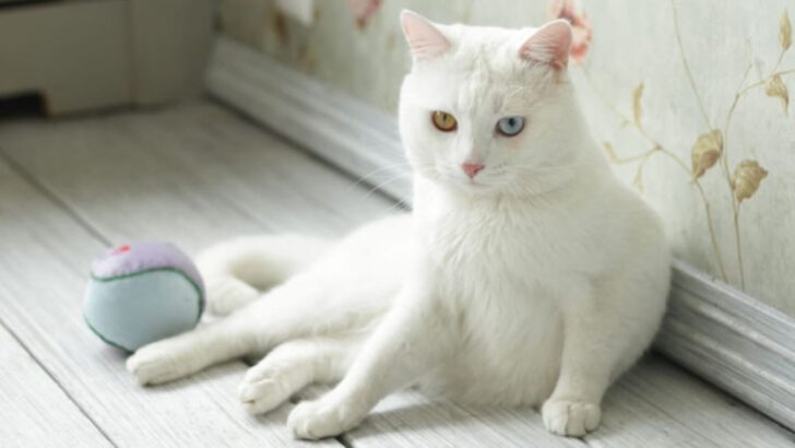 9 Fancy Cat Breeds That Are Totally Worth Every Penny