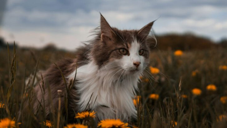 9 Powerful Ways Cats Help You Through Grief Without Saying a Word