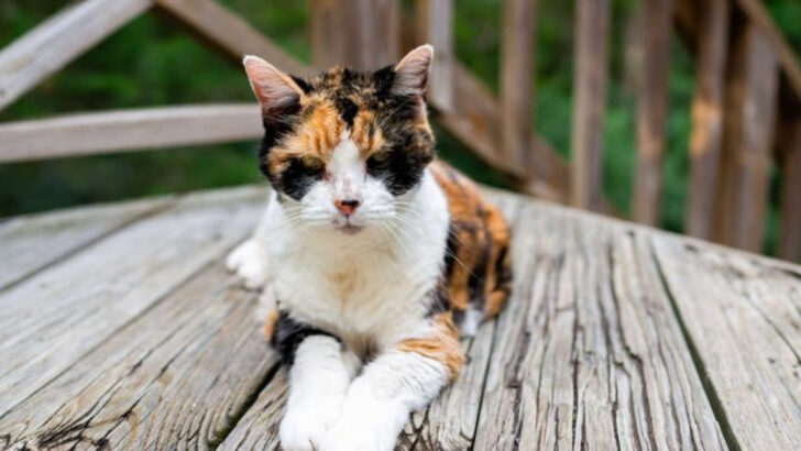 9 Signs Your Cat Is About to Die and How to Support Her
