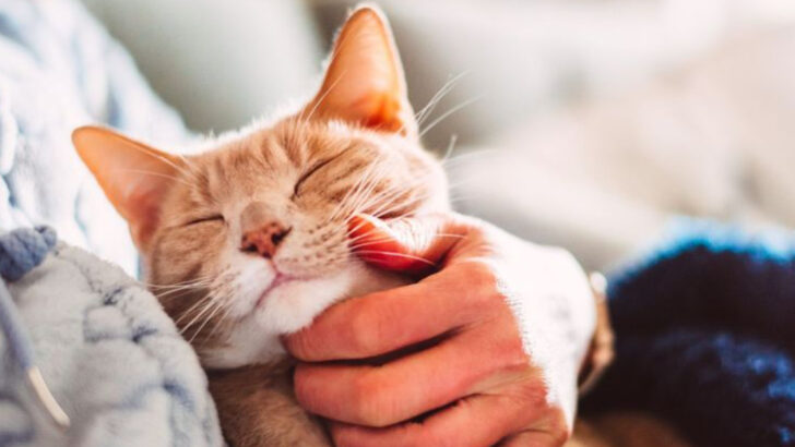 9 Simple Things That Make Your Cat Feel Loved