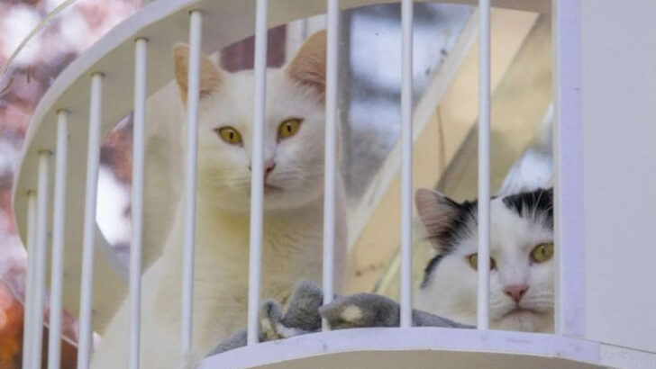 9 Small Things That Make a Big Difference for Shelter Cats