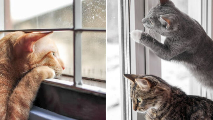 9 Things That Bore Cats Indoors & 6 Fun Ways To Keep Them Entertained
