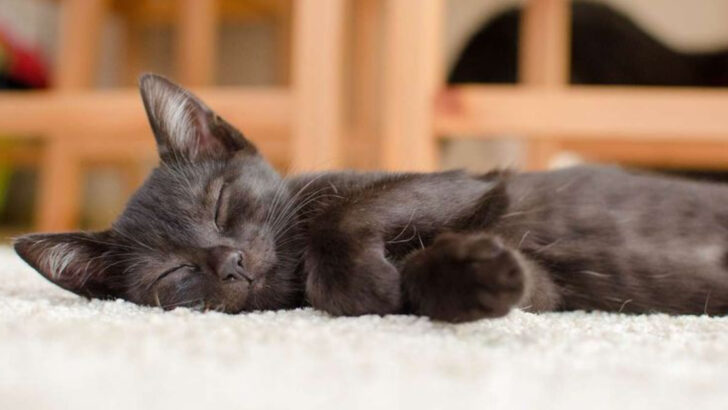 9 Ways to Reassure a Cat Who’s Been Through Too Many Homes