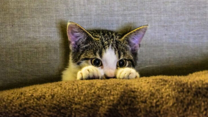 9 Ways You Might Be Hurting Your Cat’s Mental Health