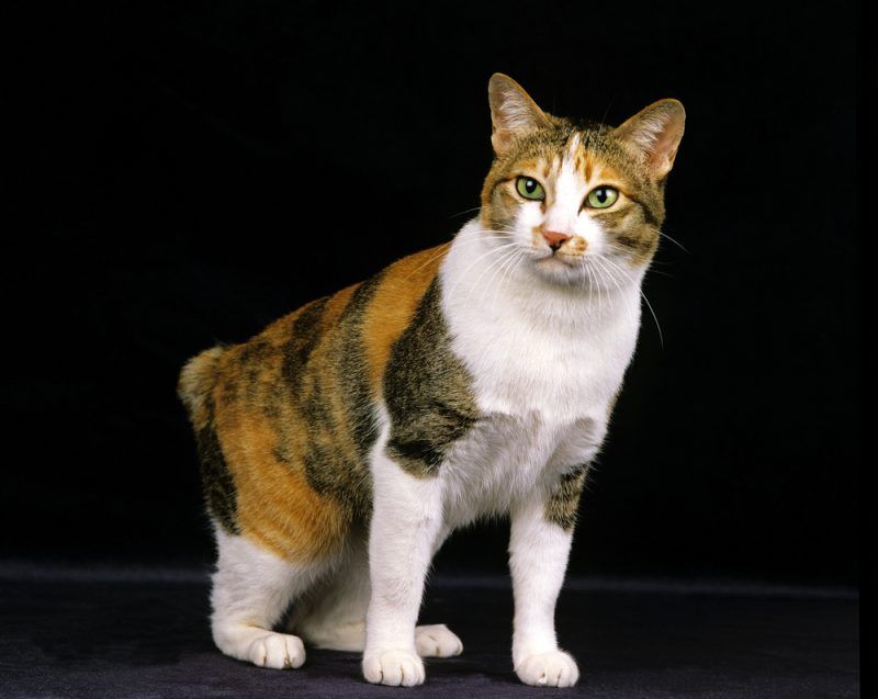 9. Japanese Bobtail