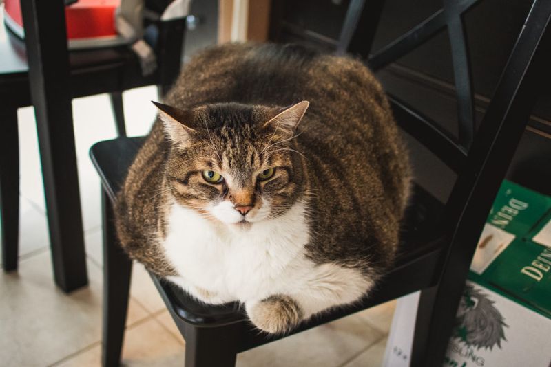 A Fat Cat Is a Healthy Cat