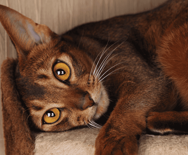 Abyssinian