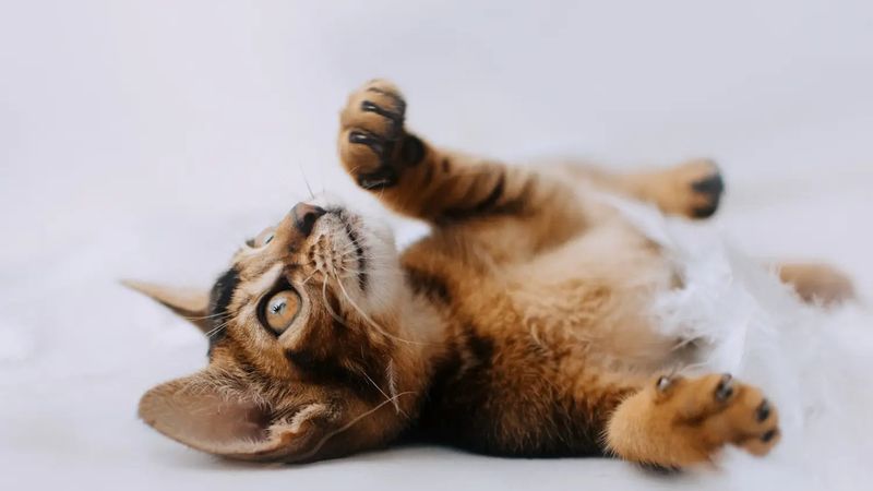 Abyssinian