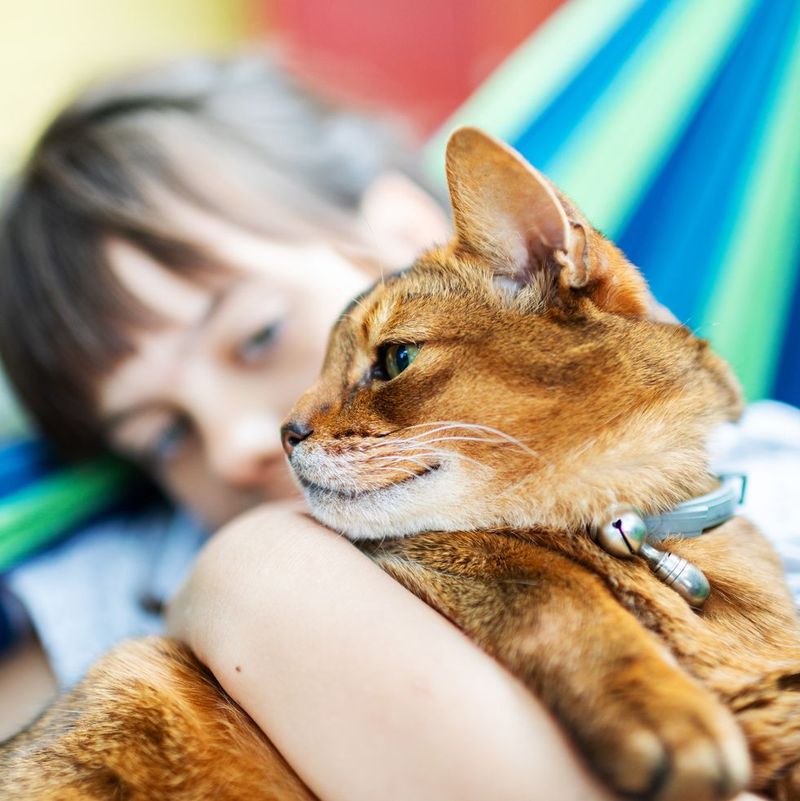 Abyssinian