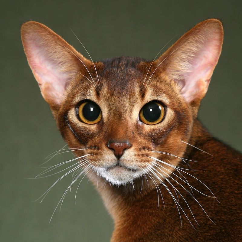 Abyssinian