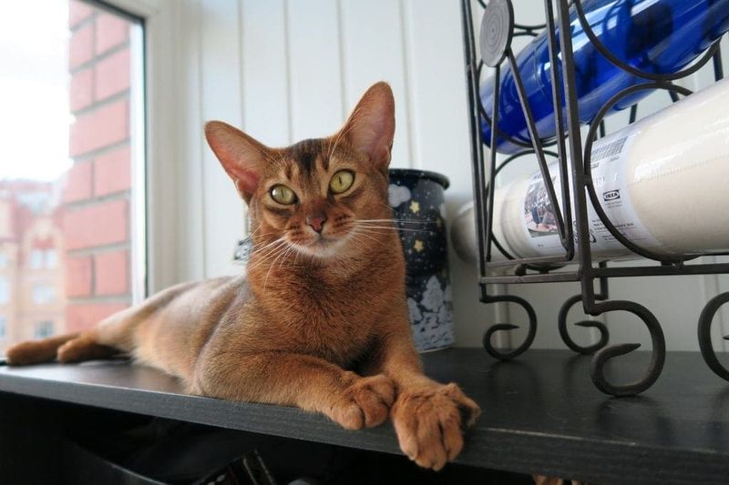 Abyssinian
