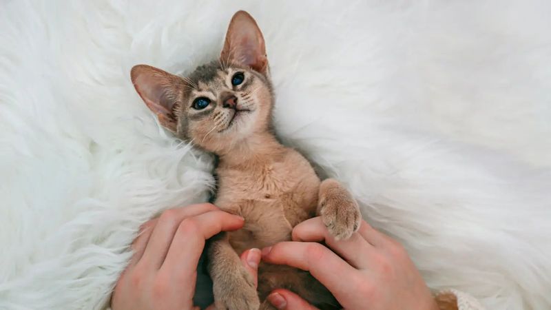 Abyssinian