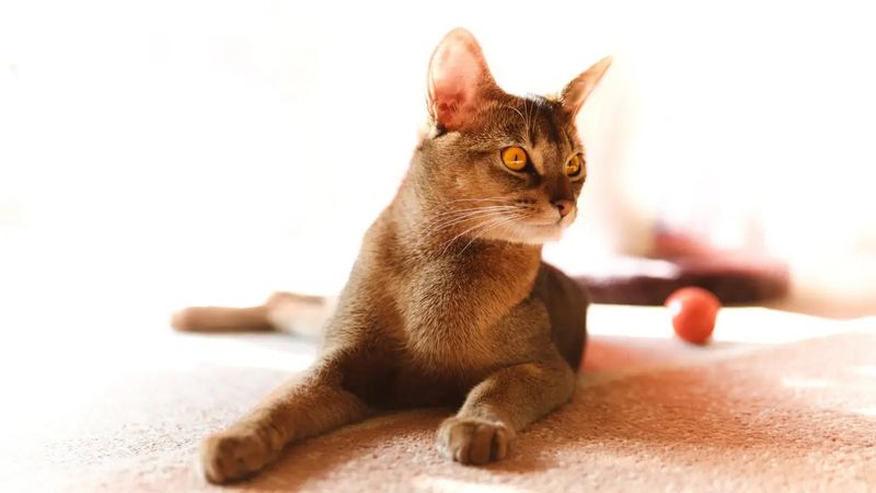 Abyssinian