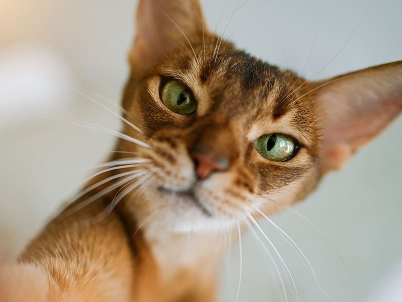 Abyssinian