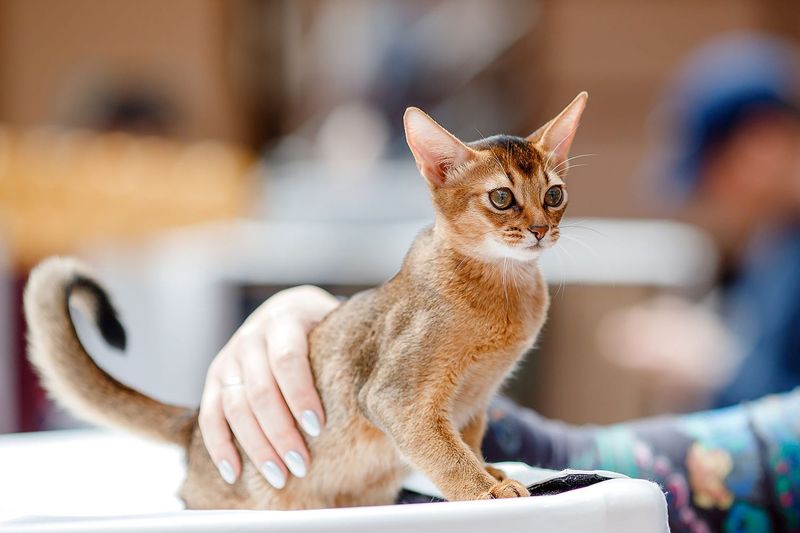 Abyssinian
