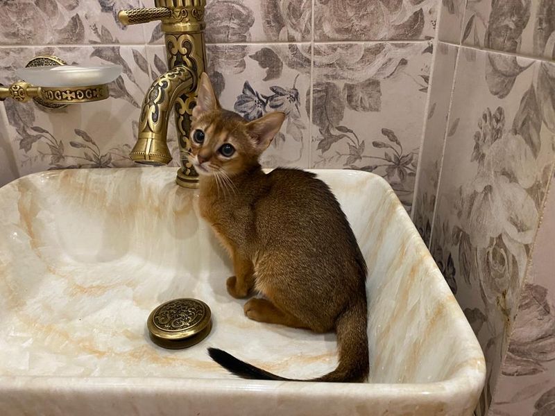 Abyssinian