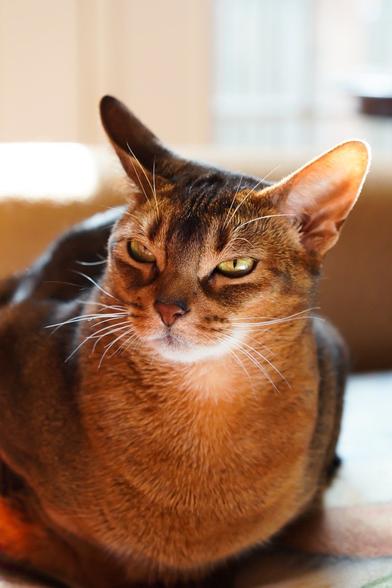 Abyssinian