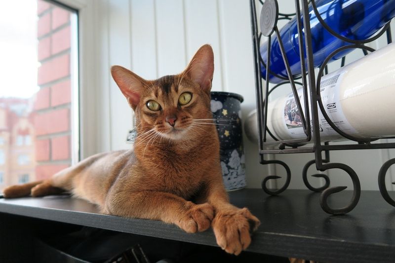 Abyssinian