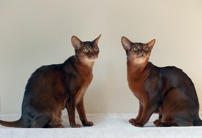 Abyssinian