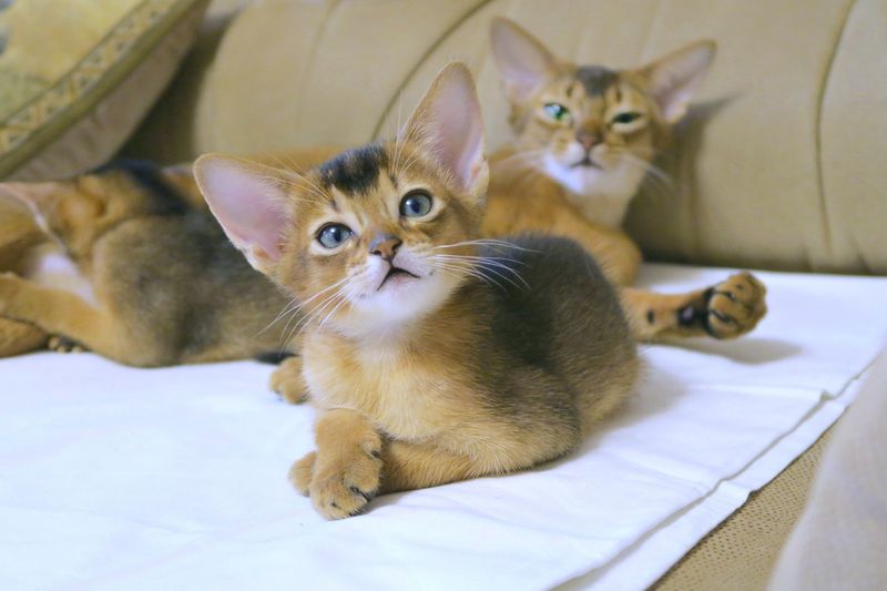 Abyssinian