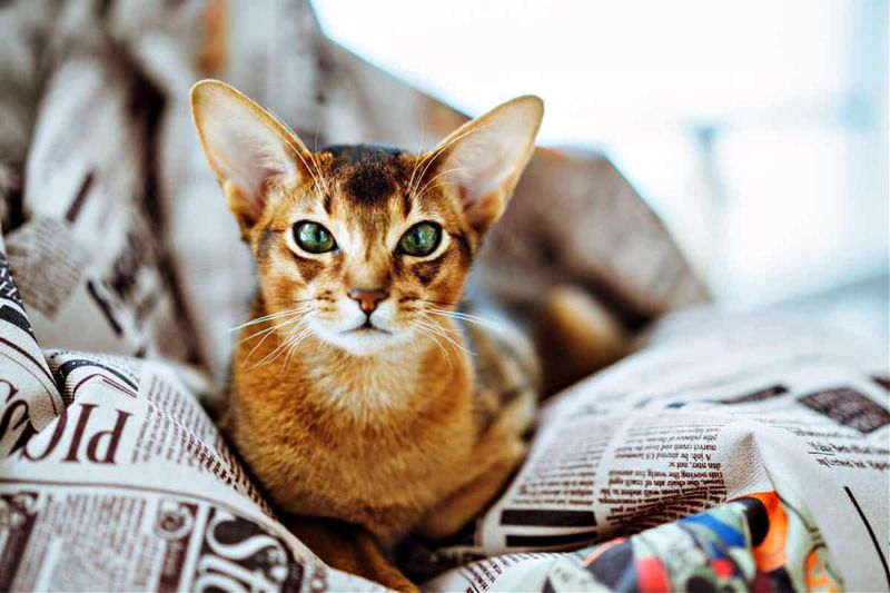 Abyssinian