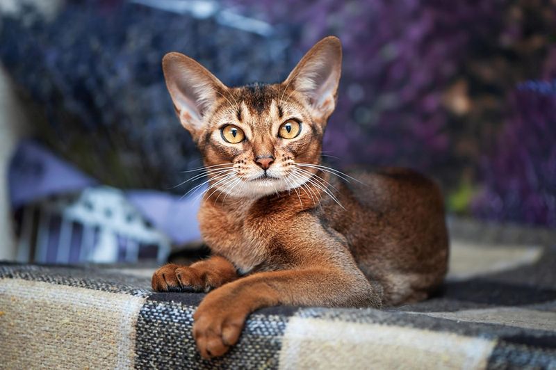 Abyssinian
