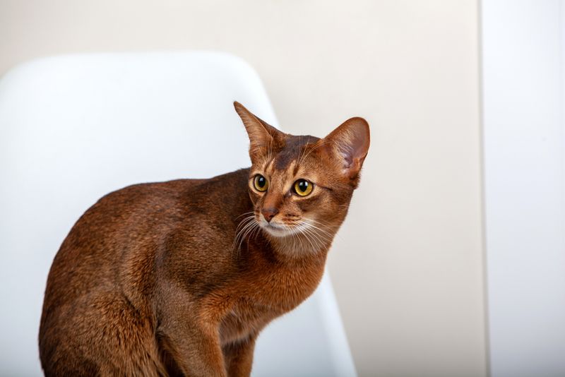 Abyssinian