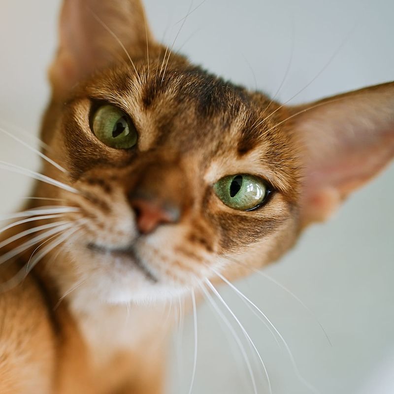 Abyssinian