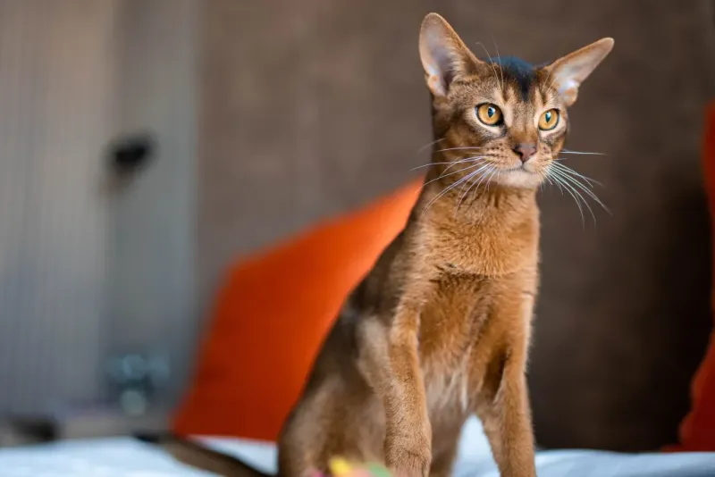 Abyssinian
