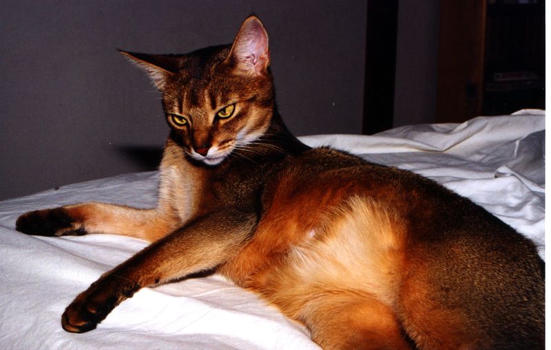 Abyssinian