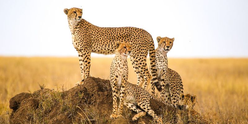 Adaptation to Prey Size and Type