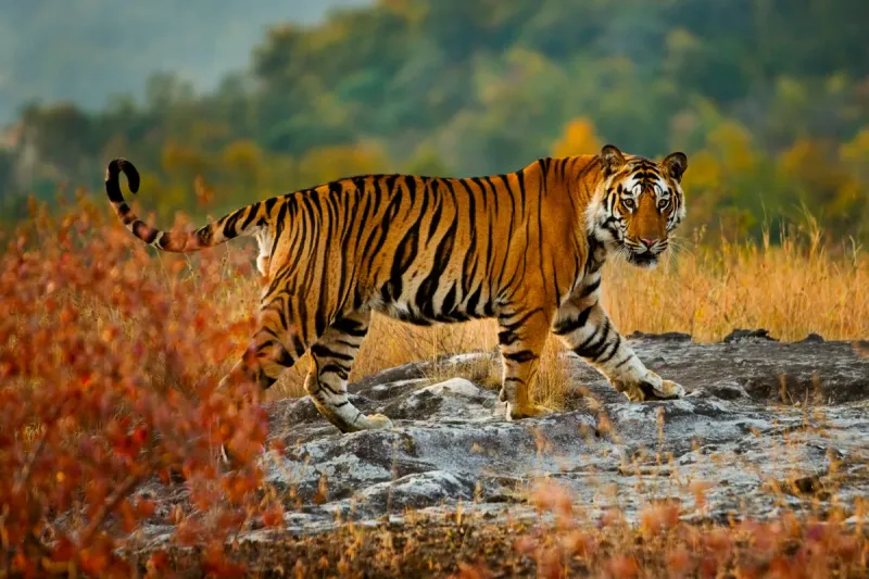 Adaptations for Hunting