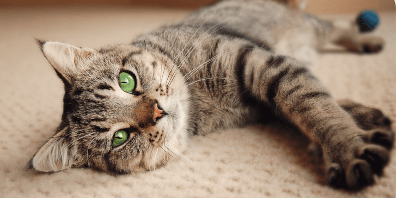 Address Behavioral Challenges Compassionately