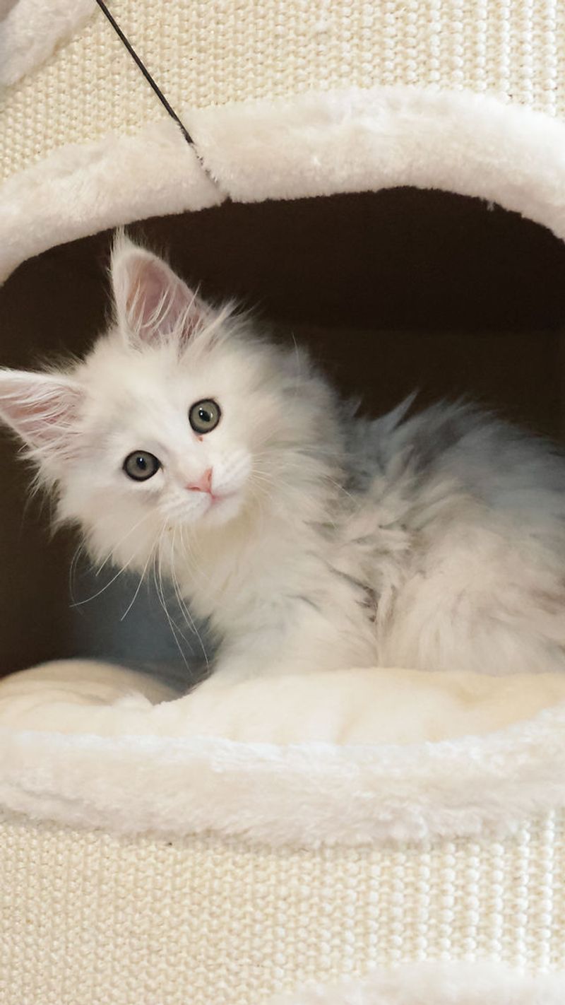 Adoption Considerations
