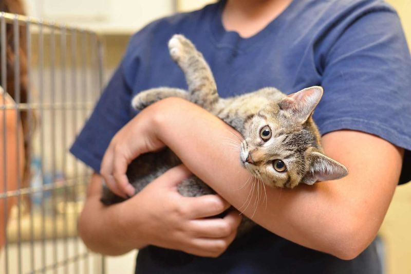 Adoption Fees