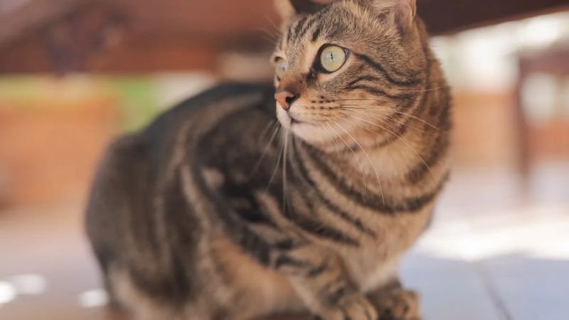 Adult Tabbies